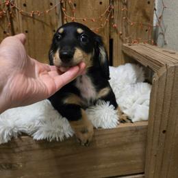 Boy 1 - Black and cream male Dachshund puppy in Green Forest, Arkansas from FurEveritts Dachshunds