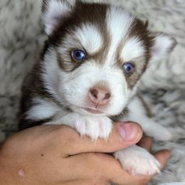 Vernon - 2200 - Red and white male Pomsky puppy in Spring Hill, Florida from www.PuppyTimeEmporium.com