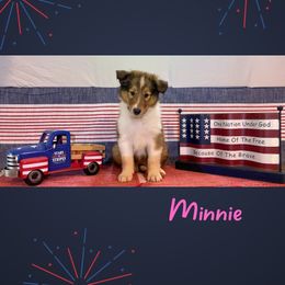 Minnie - Sable and white female Collie puppy in St Augustine, Florida from Saltwater Collies LLC