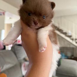 Hershey - Chocolate parti male Pomeranian puppy in Stanton, California from Pure hearts
