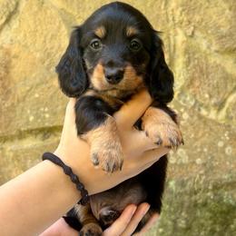 Black and tan - Black and tan male Dachshund puppy in Ozark, Alabama from Honey Hill Dachshunds