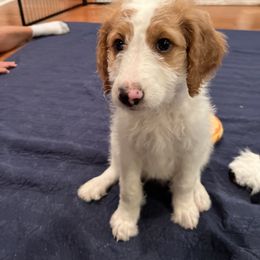 Goldendoodle Puppies from Cali Doodles