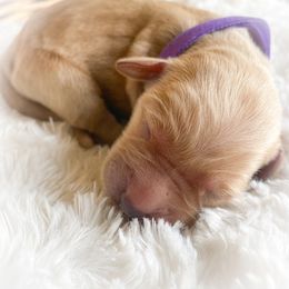 Goldendoodle Puppies from Peachy Doodles