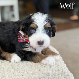 Wolf - Tri-color male Bernedoodle puppy in Henry, Illinois from Rowe Farms Doodles
