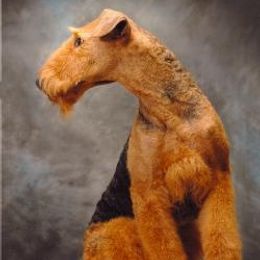 Airedale Terriers and Russell Terriers from Bobcat Terriers