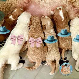 Sailor - Apricot male Double Doodle puppy in Southwest Ranches, Florida from Dandy Doodle Ranch