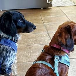 Dachshunds from CCN4 Dachshunds