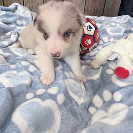 Finn - Gold merle male Border Collie puppy in Guffey, Colorado from Sunset Ridge