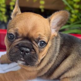 Matcha - Fawn and white female French Bulldog puppy in Ford City, Pennsylvania from DeWitt Frenchies