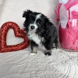 Dasher - Black & white male Toy Australian Shepherd puppy in Aurora, Missouri from Sweet Peach Puppies