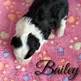 Bailey - Black and white female Sheepadoodle puppy in Saint Cloud, Florida from Rising Star Kennels