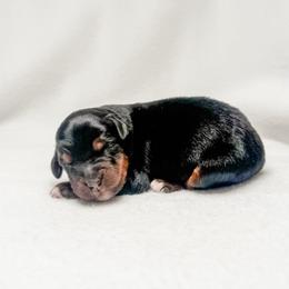 Pepper - male Australian Mountain Doodle puppy in Sharpsburg, Georgia from Steindoodles