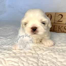 Briscoe - Cream and white male Shih Tzu puppy in Moses Lake, Washington from Shurbeez Shih Tzu