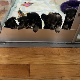 Miniature Schnauzer Puppies from Kani Miniature Schnauzers