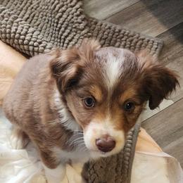 Purple (collar color) you name her - Red tri-color female Miniature American Shepherd puppy in Centralia, Washington from Blackjack Mini Aussies