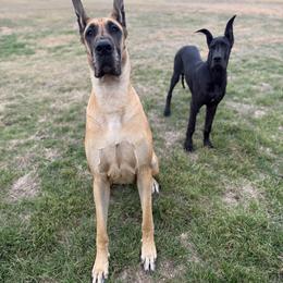 Great Danes from Notorious Great Danes