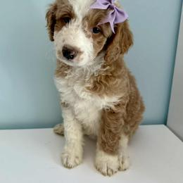 Aussiedoodle and Labradoodle Puppies from Doodles on Duty