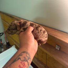 Light Pink Collar - Merle female Assorted Doodle Crosses puppy in Conway, Arkansas from Hollins Doodles