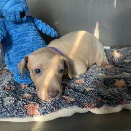 Honey - Fawn female Italian Greyhound puppy in Lancaster, Missouri from White Stone Ranch