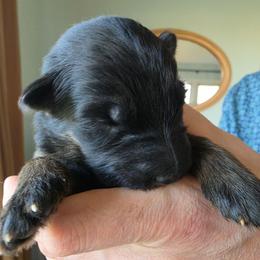 Liberty - Black and red male German Shepherd puppy in Columbus, Indiana from Stony Lonesome GSD