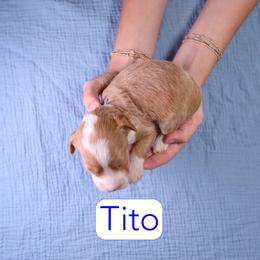 Tito - Red  male Goldendoodle puppy in Calhoun, Georgia from Happy Top Doodles