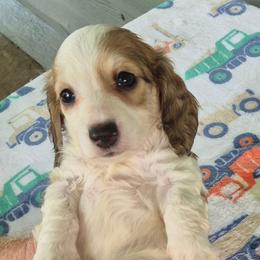 Mira - Piebald female Dachshund puppy in Randolph, Texas from Spindle's Little Treasures