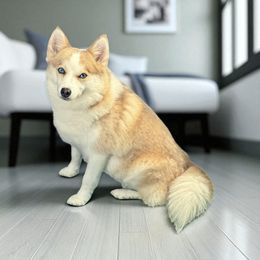 Opa - Pomsky
