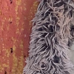 Lyric - French Bulldog