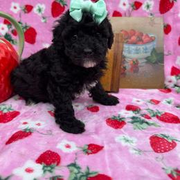Waves - Black female Poodle puppy in Corbin, Kentucky from Lightning K Kanine’s