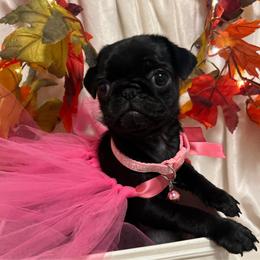 'Pebbles' Black girl 1 - Black female Pug puppy in Onalaska, Washington from Cupid’s Pugs