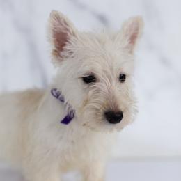 Brie - Wheaten female Scottish Terrier puppy in Stevens, Pennsylvania from K&M Kennel