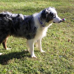 Sadie - Australian Shepherd