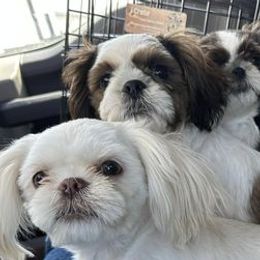 Shih Tzus from Double D Dogs