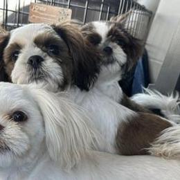 Shih Tzus from Double D Dogs