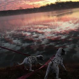 Dalmatian and Labrador Retriever Puppies from ECMO Farm Dalmatians & ECMO Farm Fox Red Labs