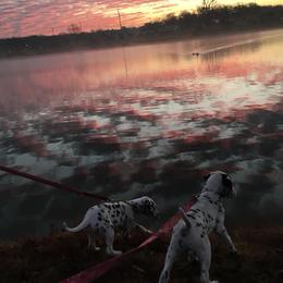Dalmatian and Labrador Retriever Puppies from ECMO Farm Dalmatians & ECMO Farm Fox Red Labs