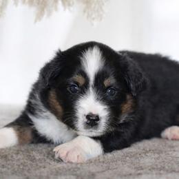 Norway - Black tri male Miniature Australian Shepherd puppy in Lowgap, North Carolina from Baileys Mini Aussies