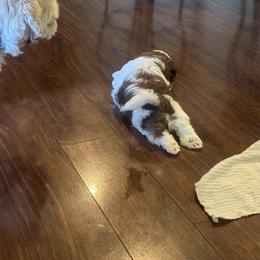 Shih Tzu Puppies from Puddle Jumpers Shih Tzus