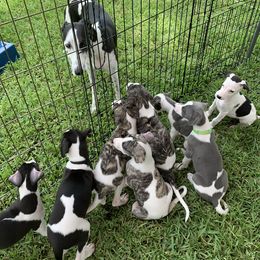 Whippet Puppies from Phoenix Whippets
