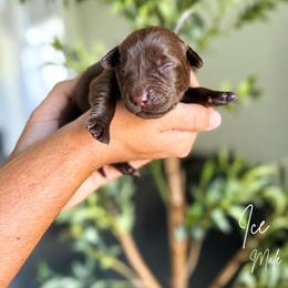 Ice - Chocolate male Labrador Retriever puppy in Amery, Wisconsin from Cornerstone Retrievers