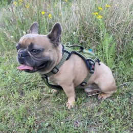 Logan  - French Bulldog
