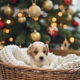 Frost - Parti male Maltipoo puppy in St. George, Utah from Winchester Hills Poodles and Doodles