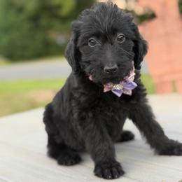 Maddie - Black female Labradoodle puppy in Georgetown, South Carolina from Muddy Bay Kennels