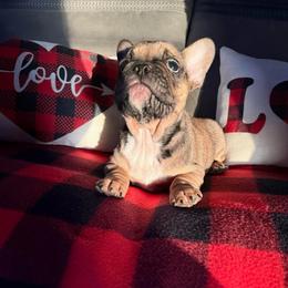Donner - Fawn and white male French Bulldog puppy in Greenville, Texas from Big Bullies N Texas