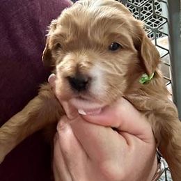 Freedom Belle (green collar) - Brown female Cavapoo puppy in Modesto, California from Molly n Friends