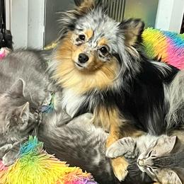 Willow - Pomeranian