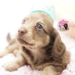 Dachshund Puppies from 30 Acre Woods Dachshunds