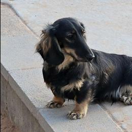 Moose - Dachshund