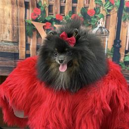 Lily - Blue and tan female Pomeranian puppy in Lyons, Georgia from Its a Poms Life Kennel