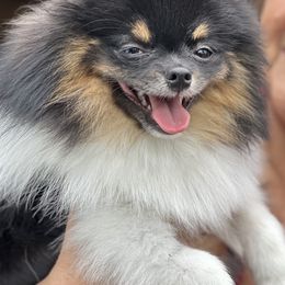 Pomeranian Puppies from Heartlove Poms